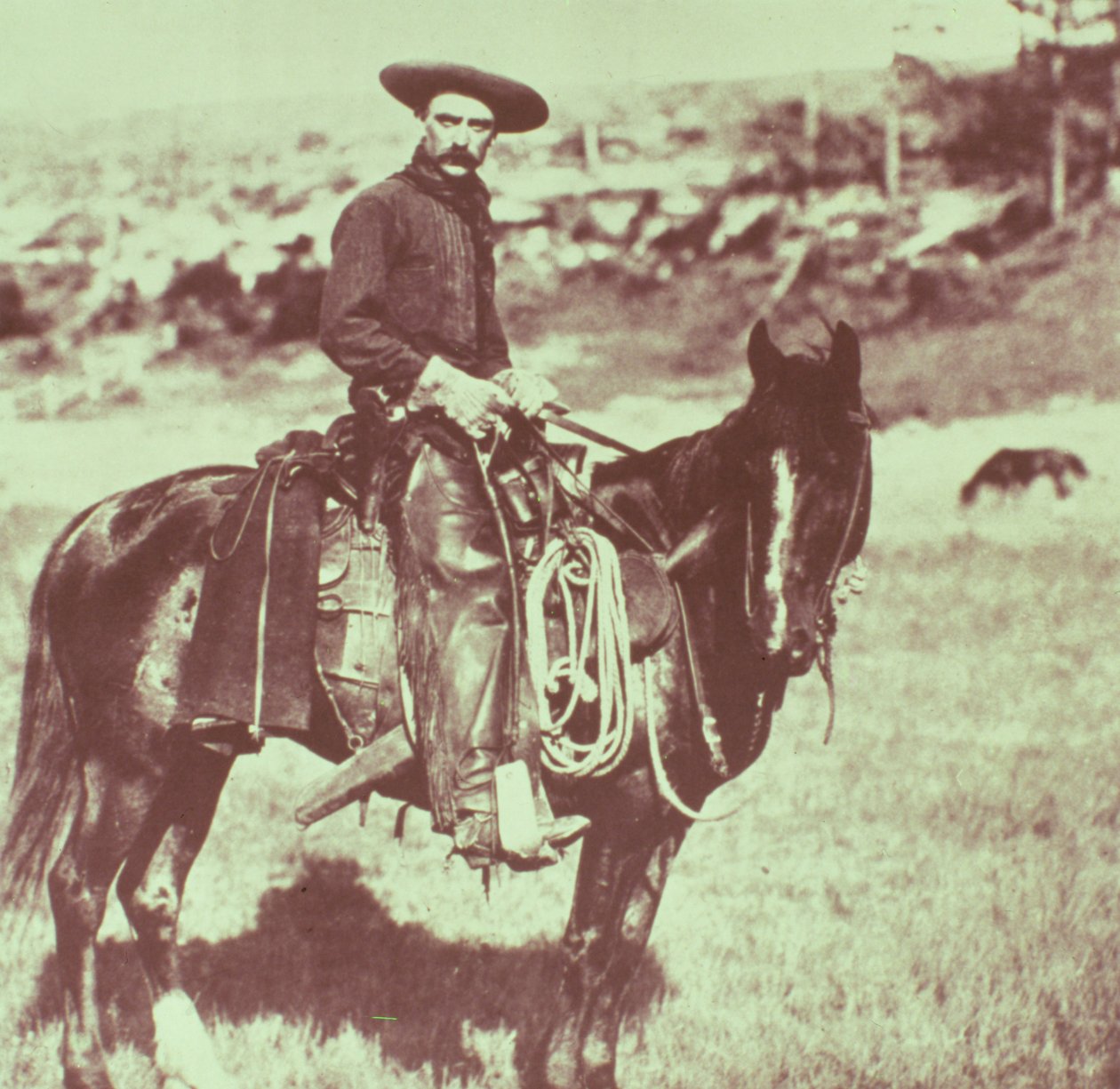 Montana Cowboy, ca. 1880 af American Photographer