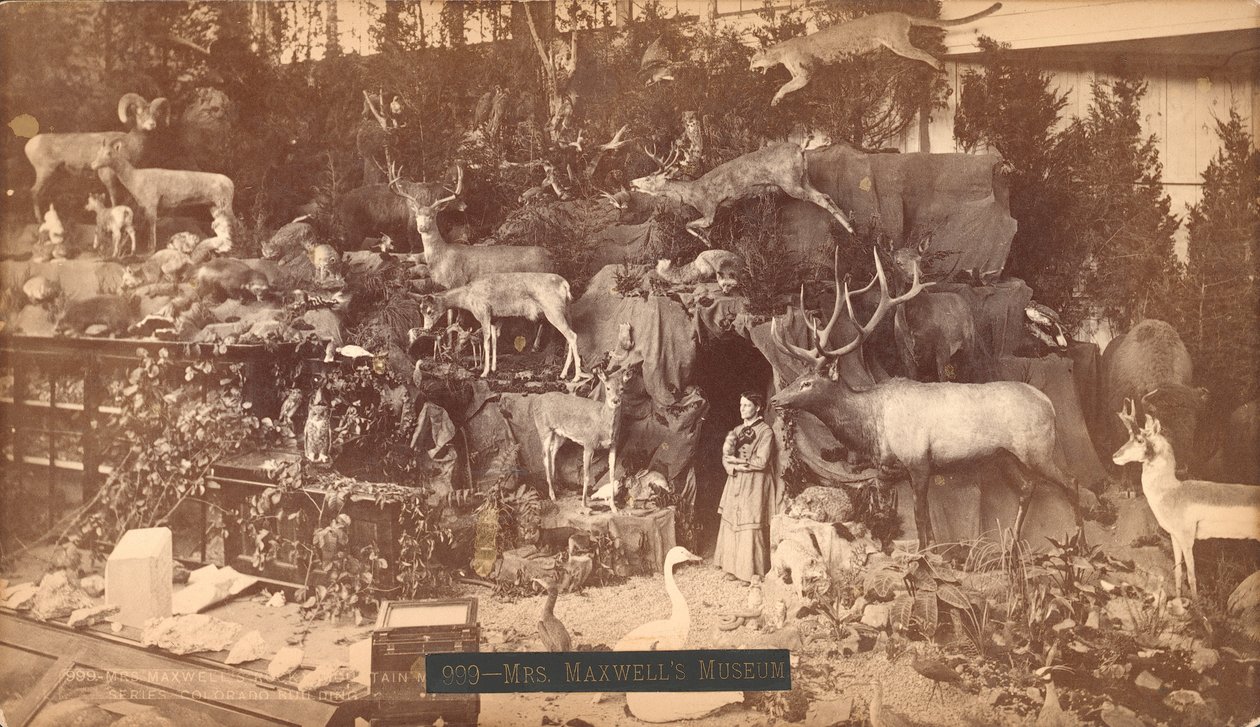 Mrs Maxwells Museum (albumin print) af American Photographer
