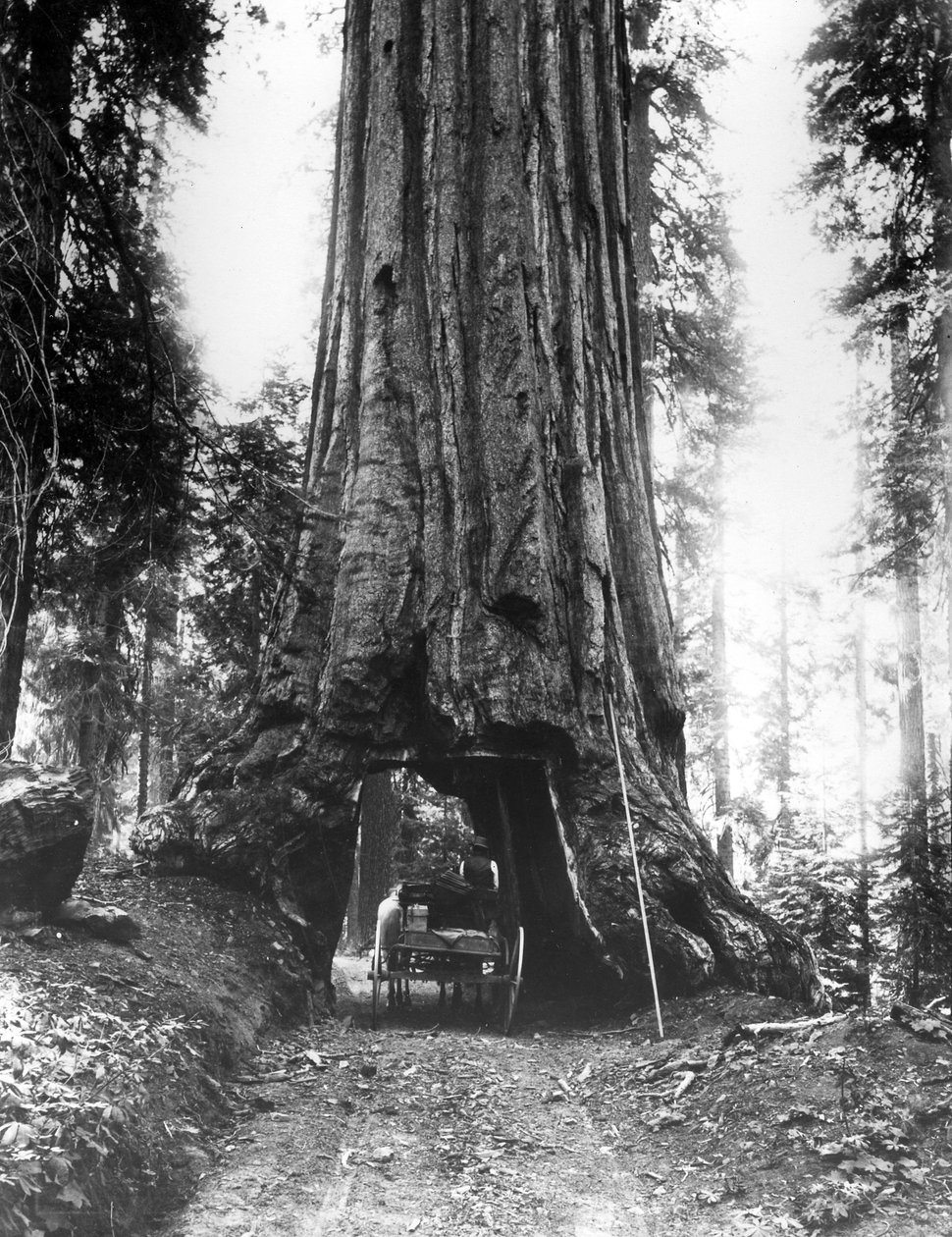 Wawona-tunneltræet i Mariposa-skoven, slutningen af 19. århundrede af American Photographer