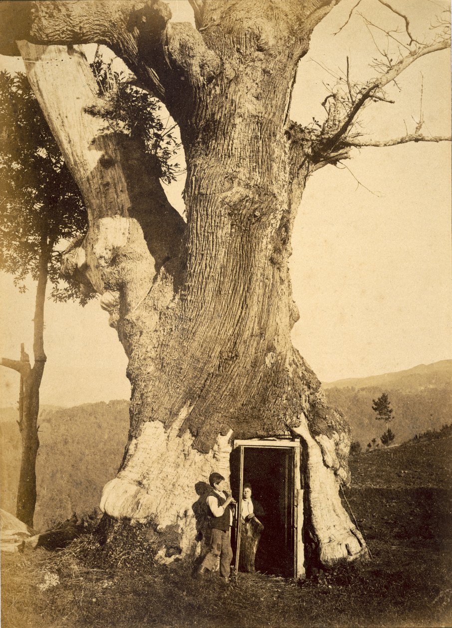 To drenge ved døren til deres træhytte, ca. 1870-80 af American Photographer