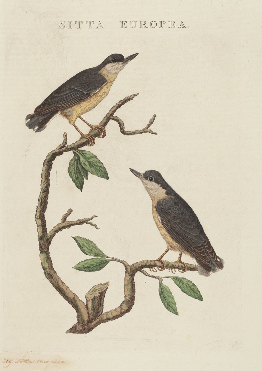 Sitta europaea af American 19th Century