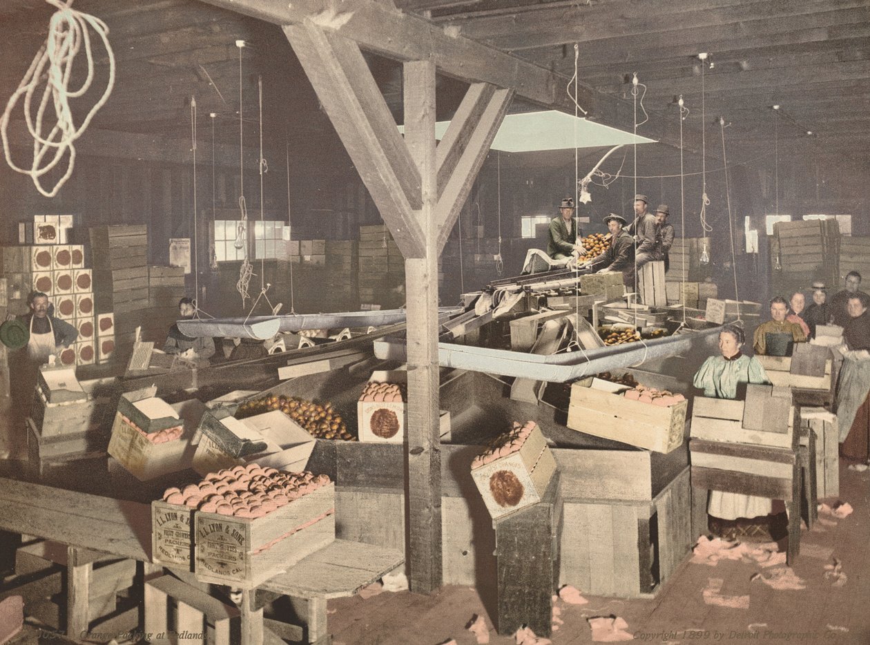Orange Packing på Redlands af American 19th Century, Detroit Photographic Company