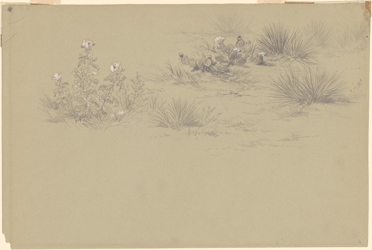 Blomstrende busk og ørkenplanter af American 19th Century after John Frederick Kensett