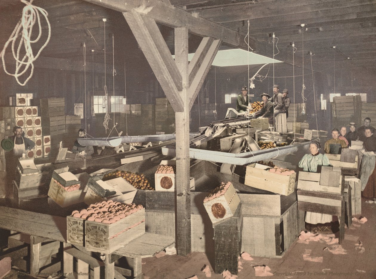 Appelsinpakning i Redlands, udgivet 1899 (foto) af American Photographer