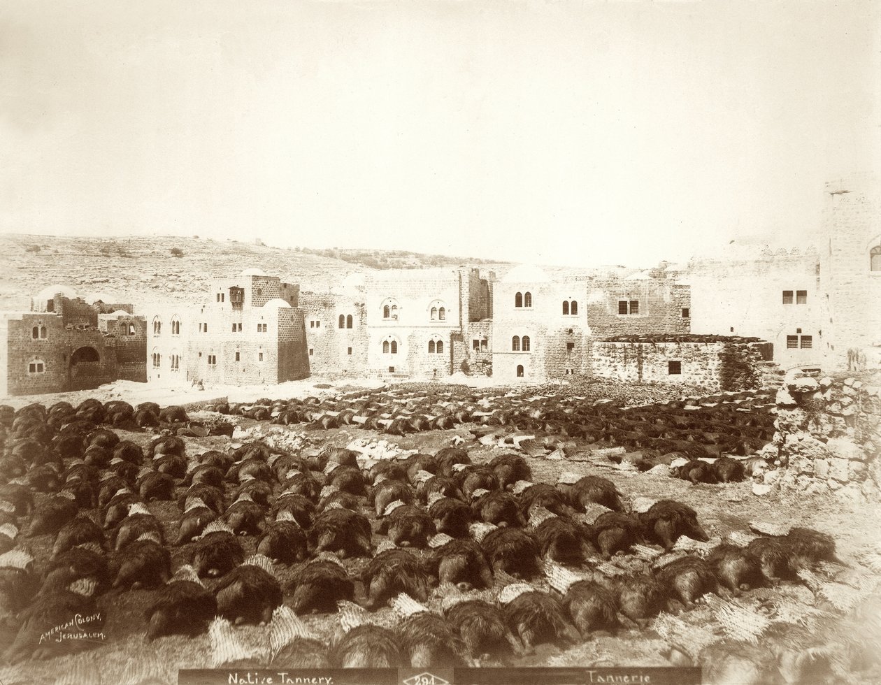 Garveri i Hebron med udlagte huder i forgrunden, 1898-1911 af American Photographer