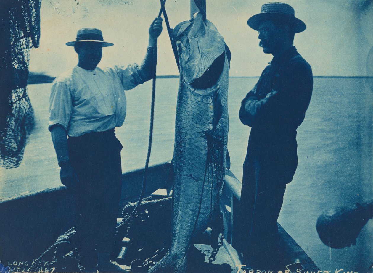 "Tarpon eller sølvkonge", 29. oktober af American Photographer