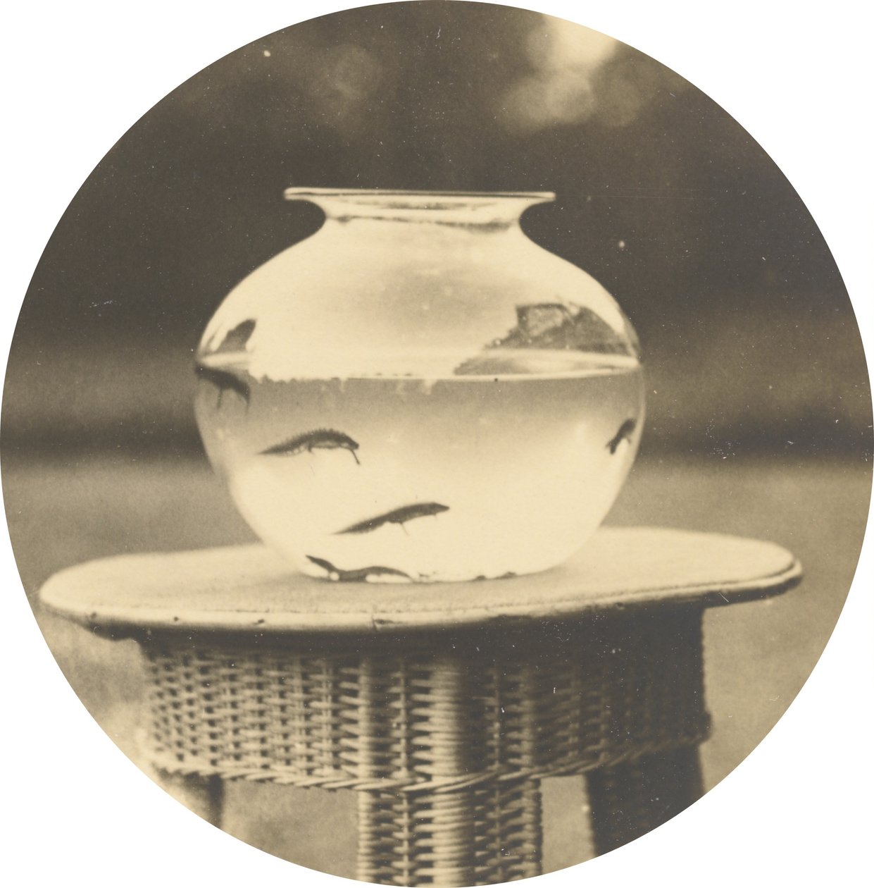 Uden titel (fiskebowle),ca. 1888 (foto) af American Photographer