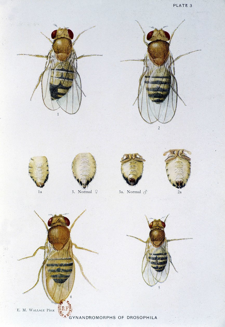 Abeilles - i "" Bidrag til genetik af drosophila melanogaster"", Thomas H. Morgan af American School
