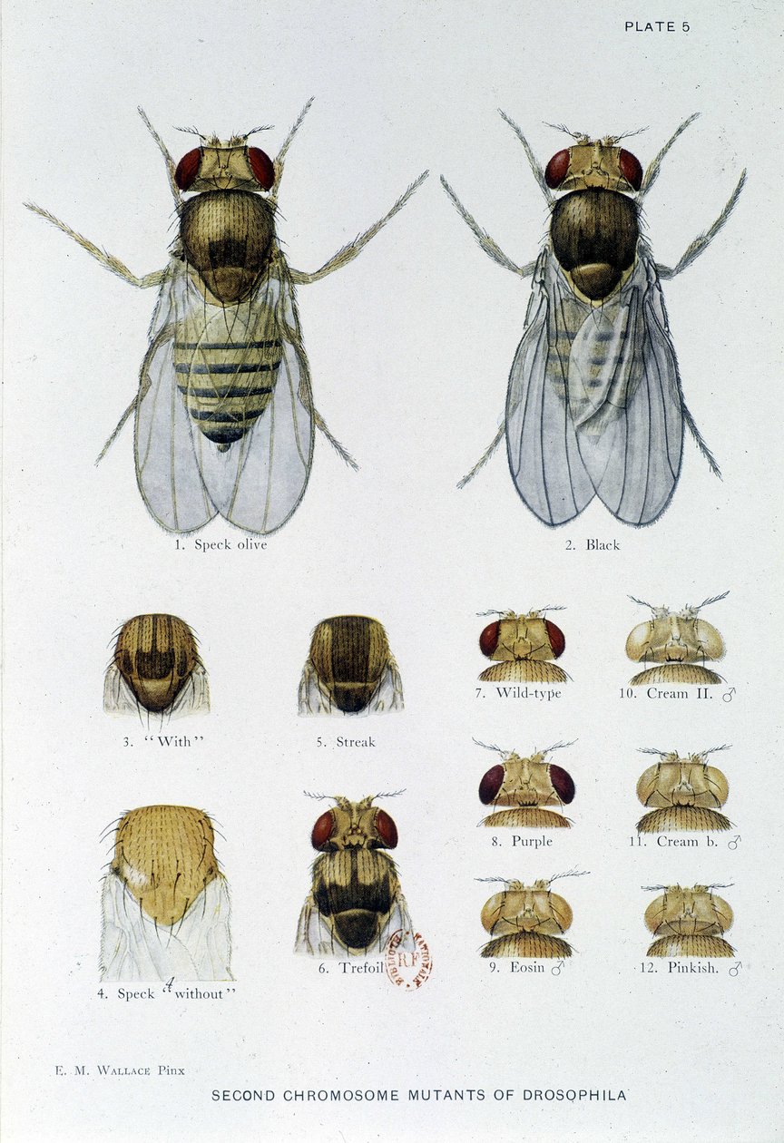 Abeilles - i "" Bidrag til genetik af drosophila melanogaster"", Thomas H. Morgan af American School