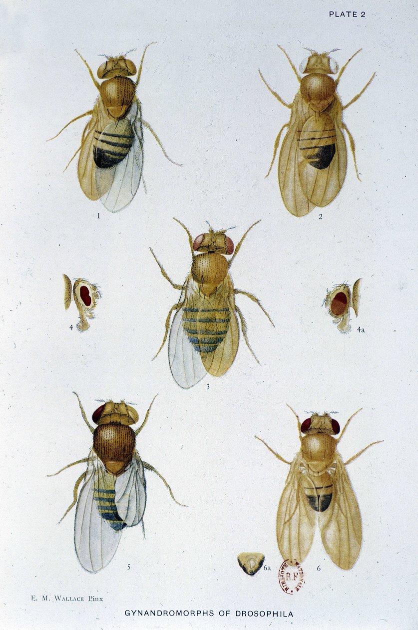 Abeilles - i "" Bidrag til genetik af drosophila melanogaster"", Thomas H. Morgan af American School
