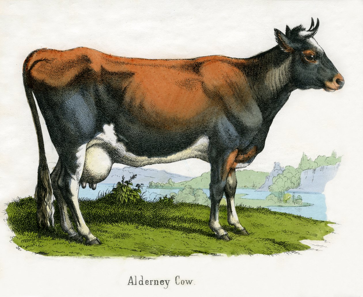 Alderney Cow, fra The Natural History of Animals af American School