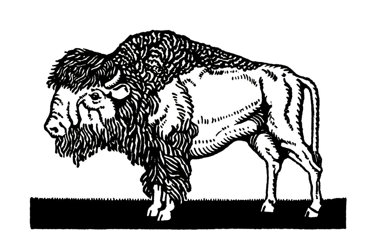 Amerikansk bison fra det gamle vesten af American School