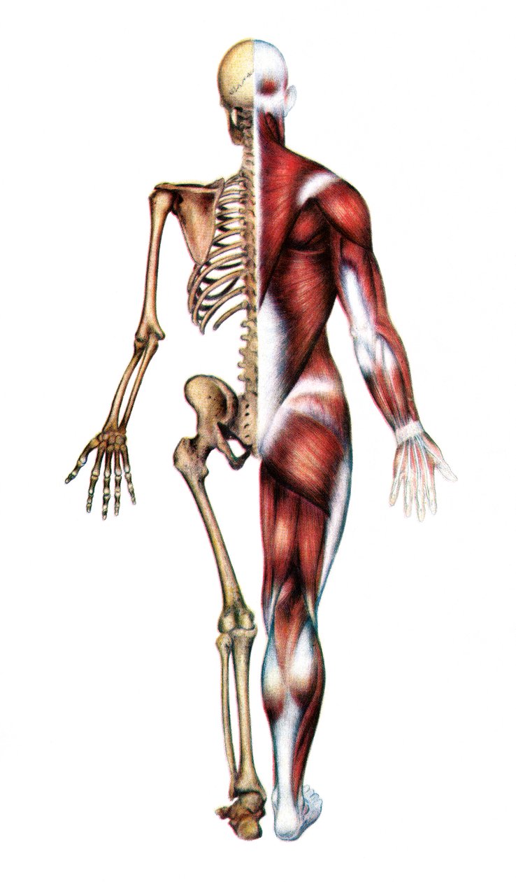 Anatomisk tryk af det menneskelige skelet og muskler af American School