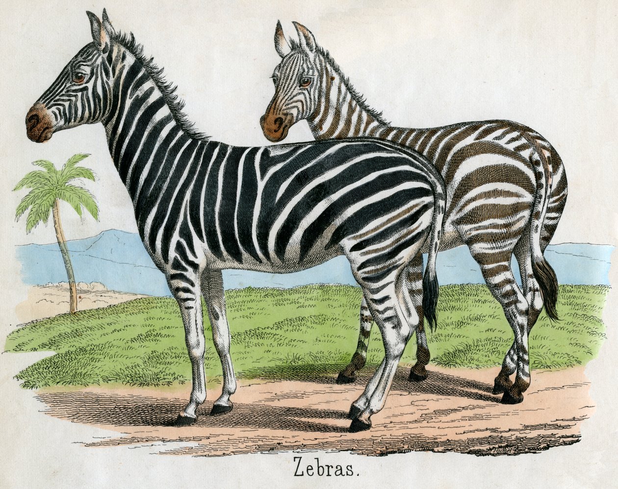 Antik print af zebraer af American School