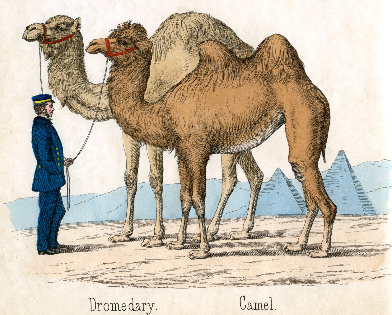 Antik udskrivning af en kamel og dromedary af American School