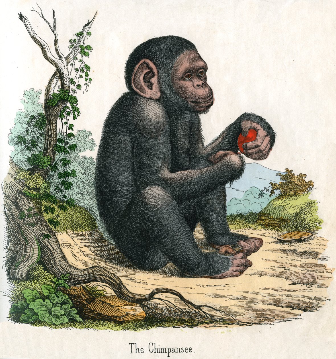 Antik print af en chimpanse af American School