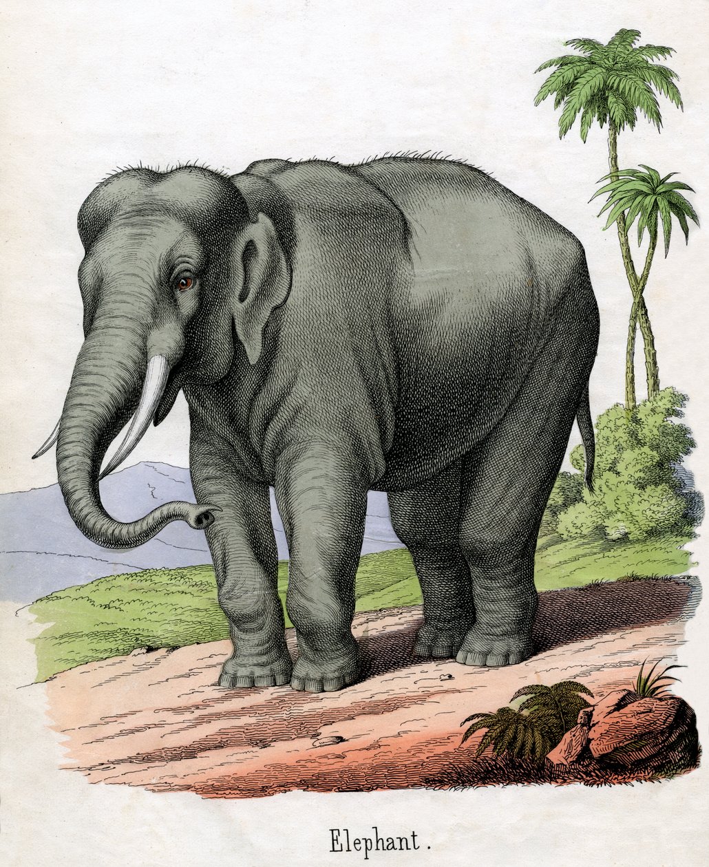 Antik tryk af en elefant af American School