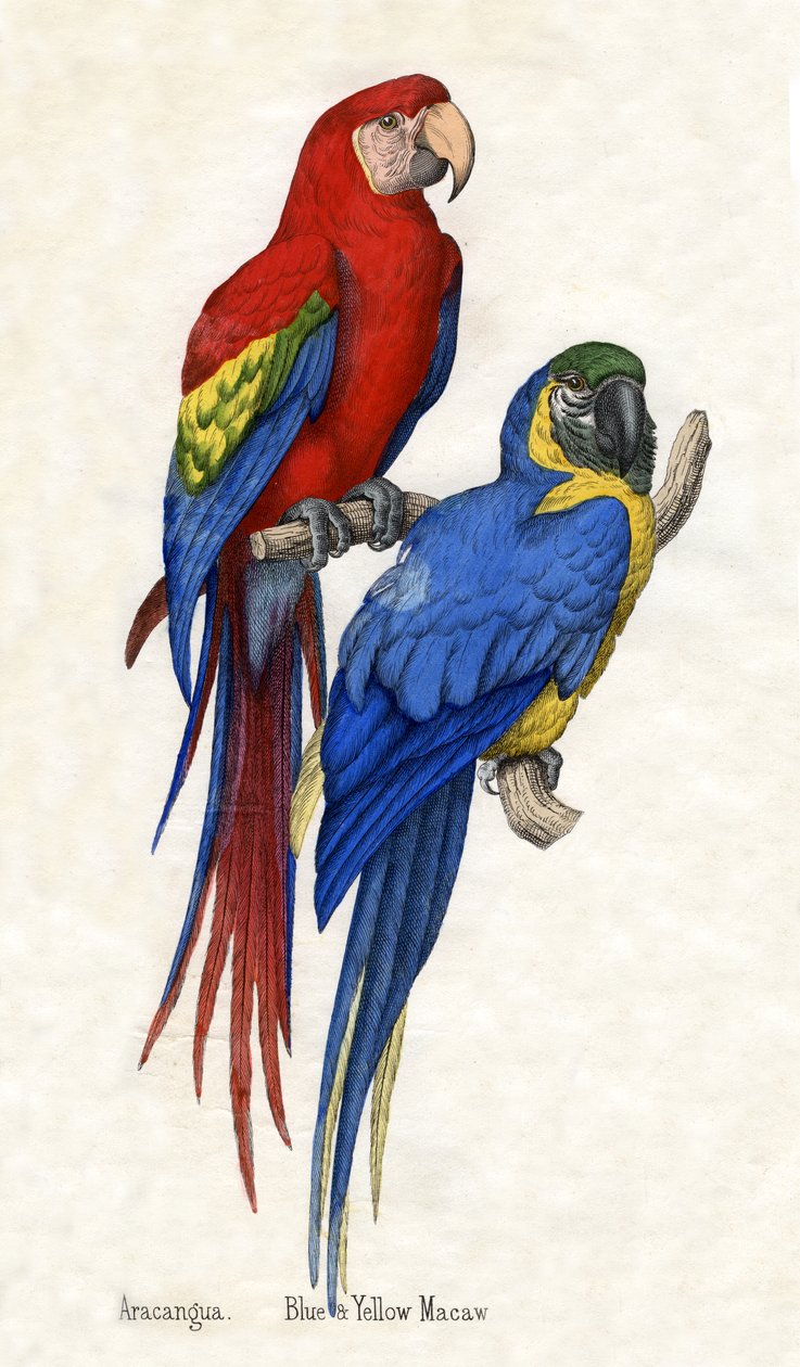 Aracangua og blå og gul ara, fra The Natural History of Animals af American School