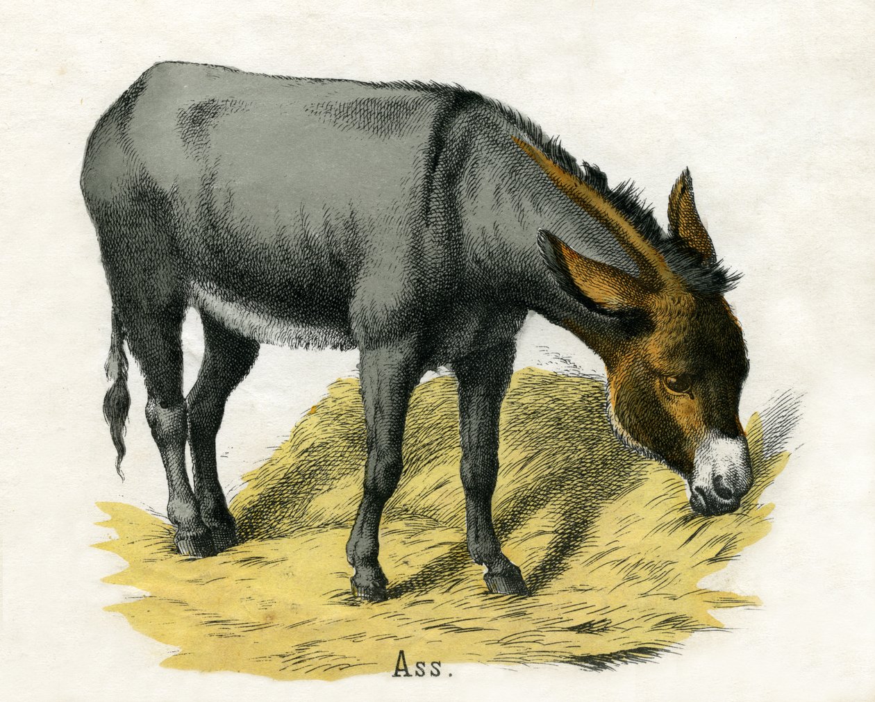 Ass, fra The Natural History of Animals af American School