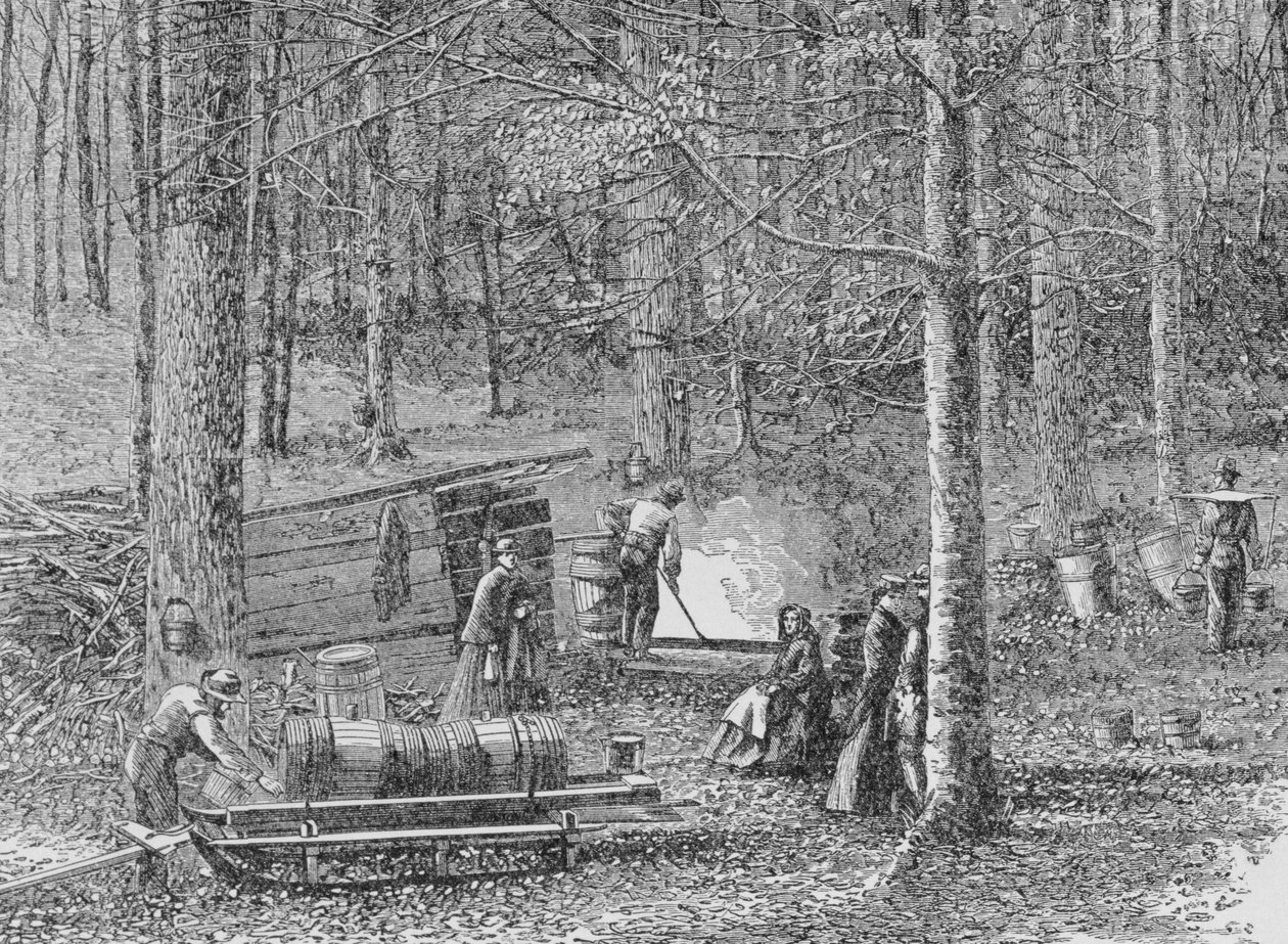 At the Maple Syrup Camp, illustration fra 