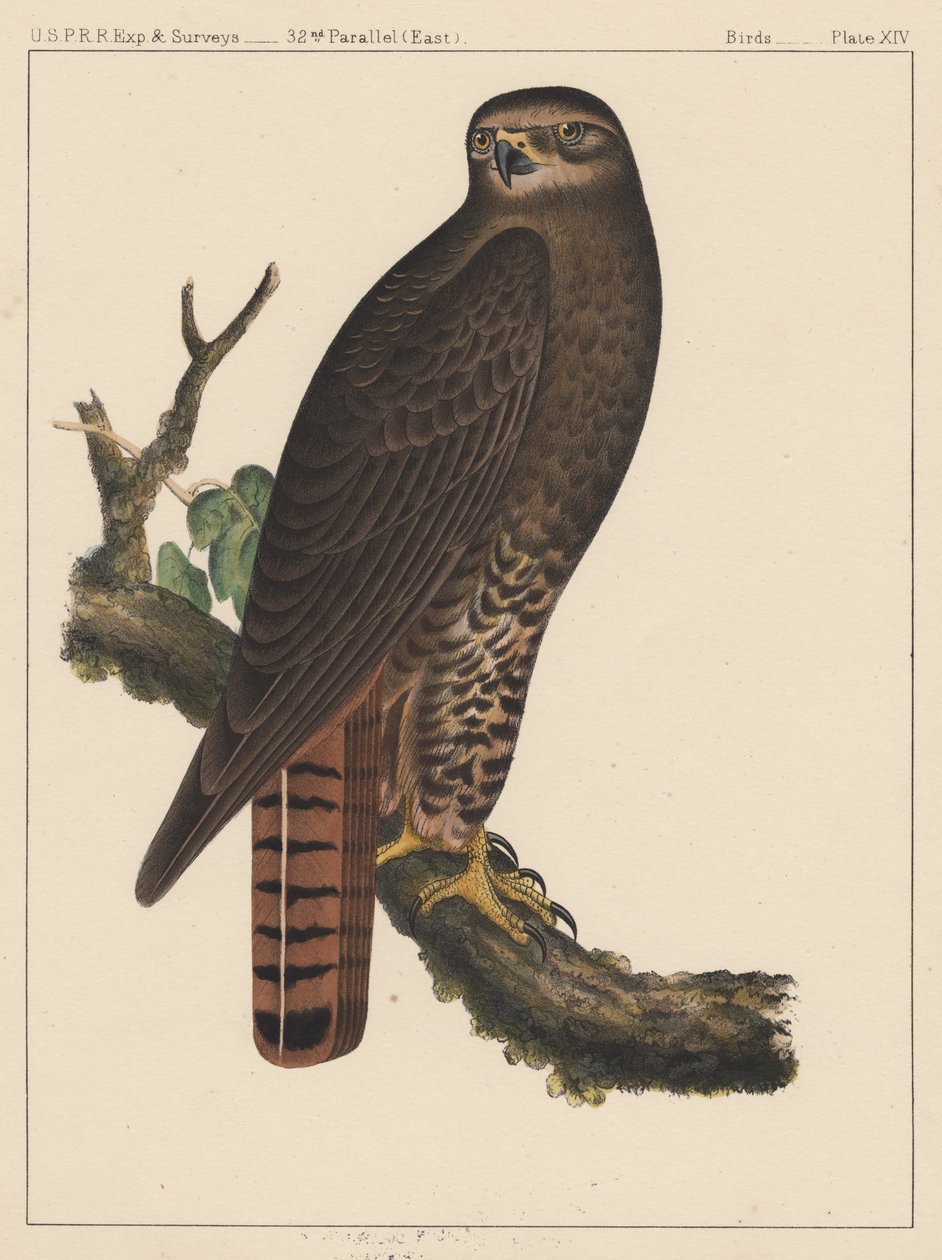 Fugle, tavle XIV, 1855 af American School