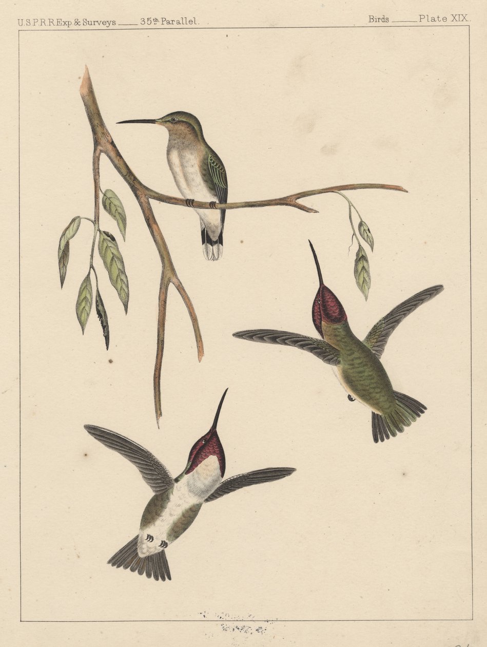 Fugle, tavle XIX, 1855 af American School