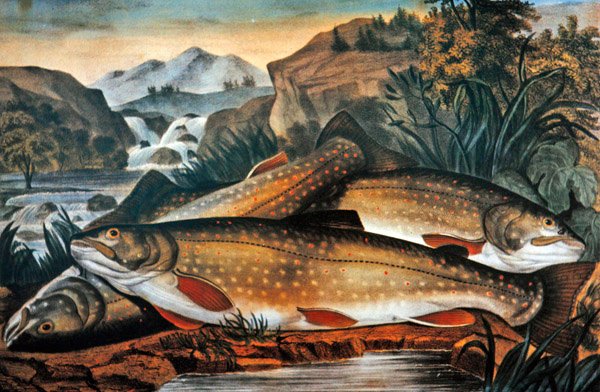 Brook Trout- Just Catught, udgivet af Currier & Ives, ca. 1870 (farve litho) af American School