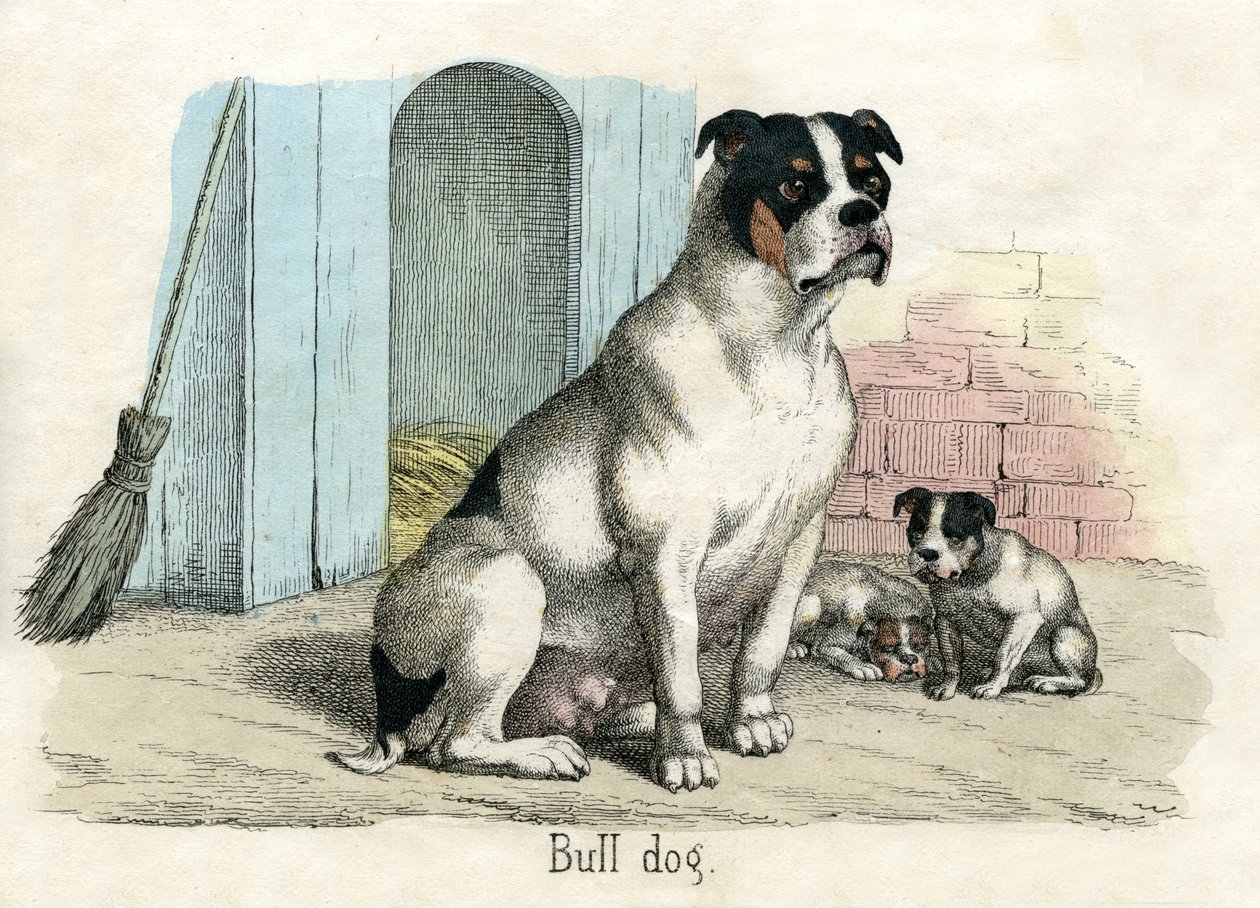 Bulldog, fra The Natural History of Animals af American School