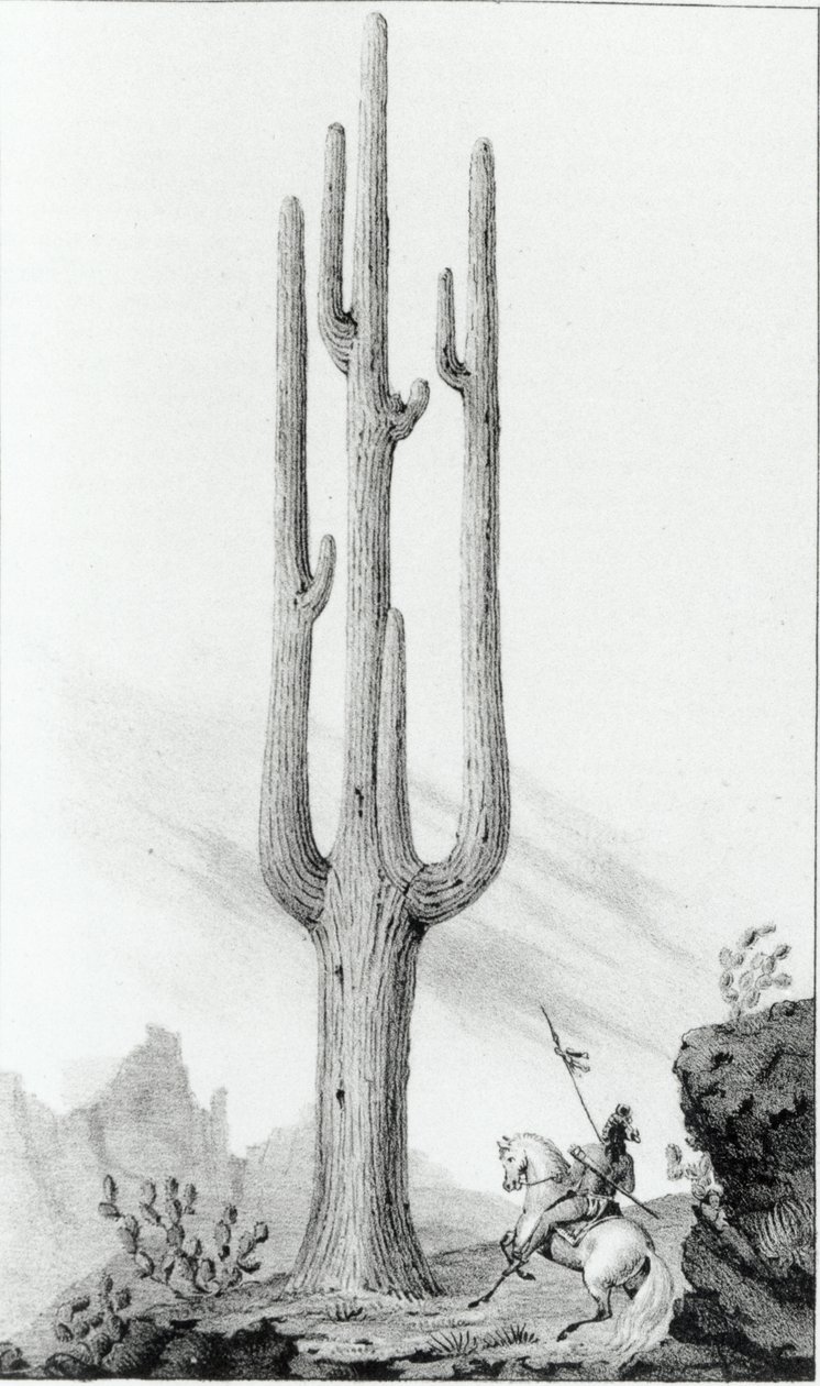 Cereus Giganteus af American School