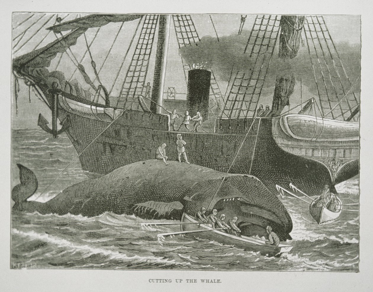 Cutting up the Whale, fra The American Whale Fishery, ca. 1850 (gravering) af American School