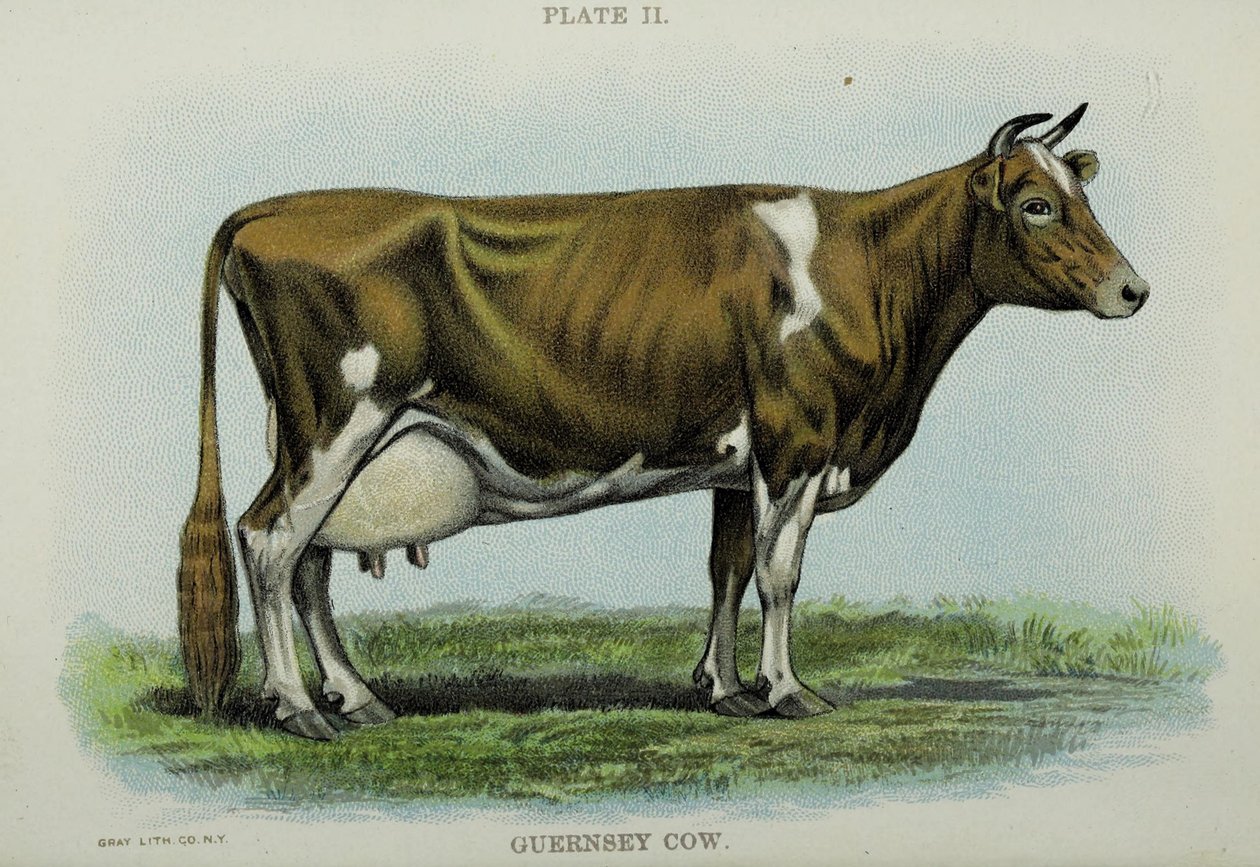 Guernsey Cow, fra 