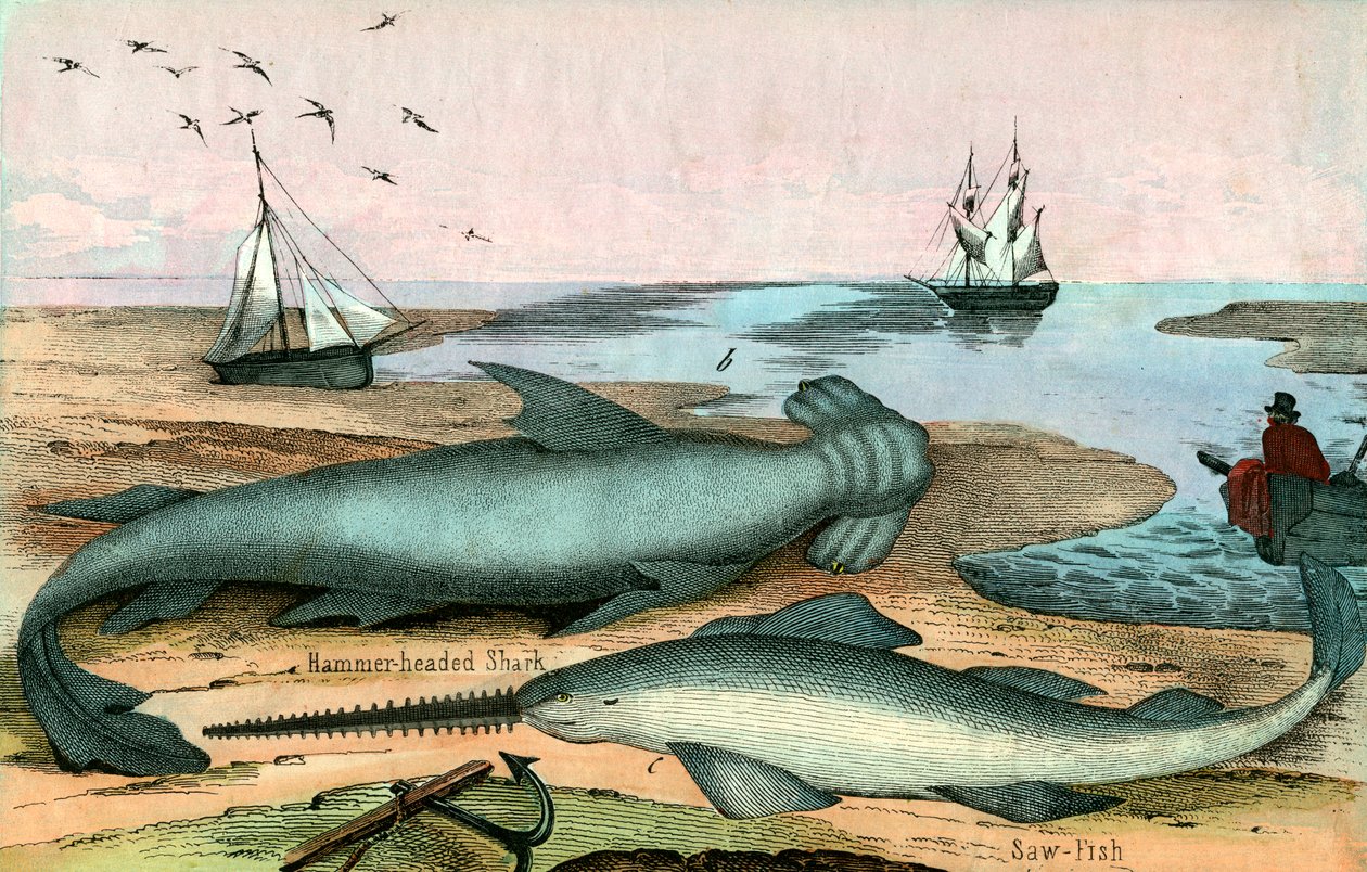 Hammerhaj og savfisk af American School