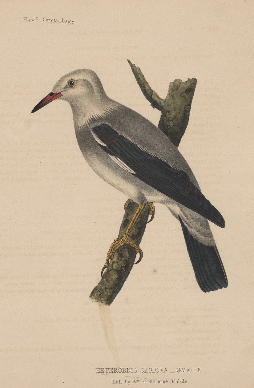 Heterornis Sericea (Gmelin), 1855 af American School