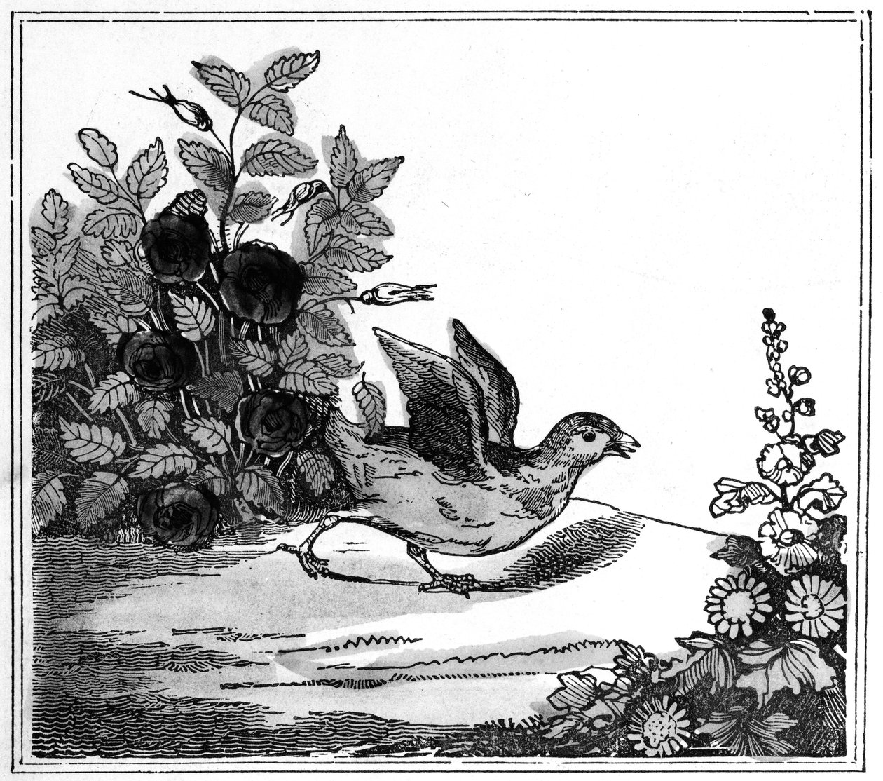 Illustration fra den bemærkelsesværdige historie om Chicken Little, 1840 af American School