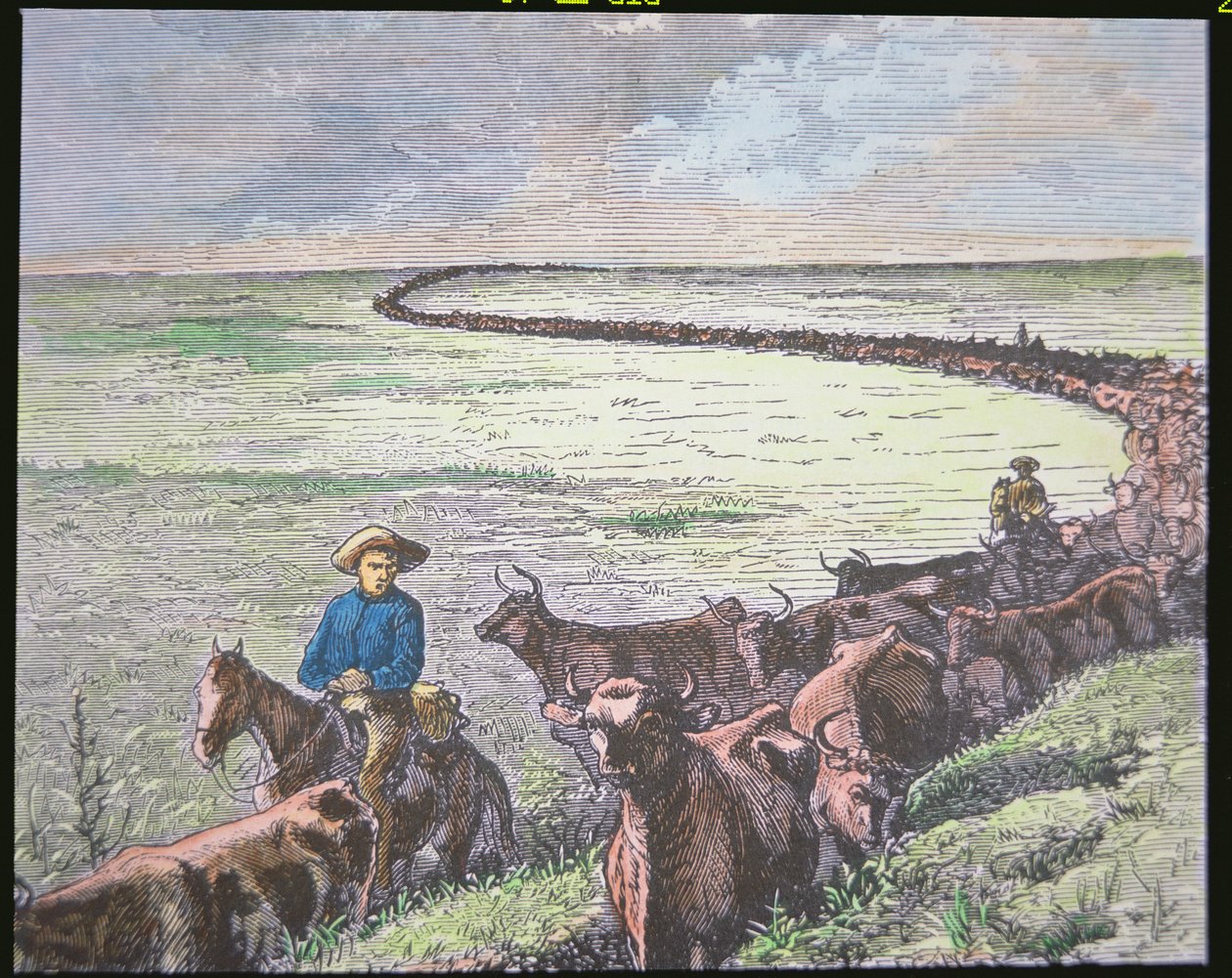 Longhorn-kvæg kører fra Texas til Abilene, Kansas, ca. 1870