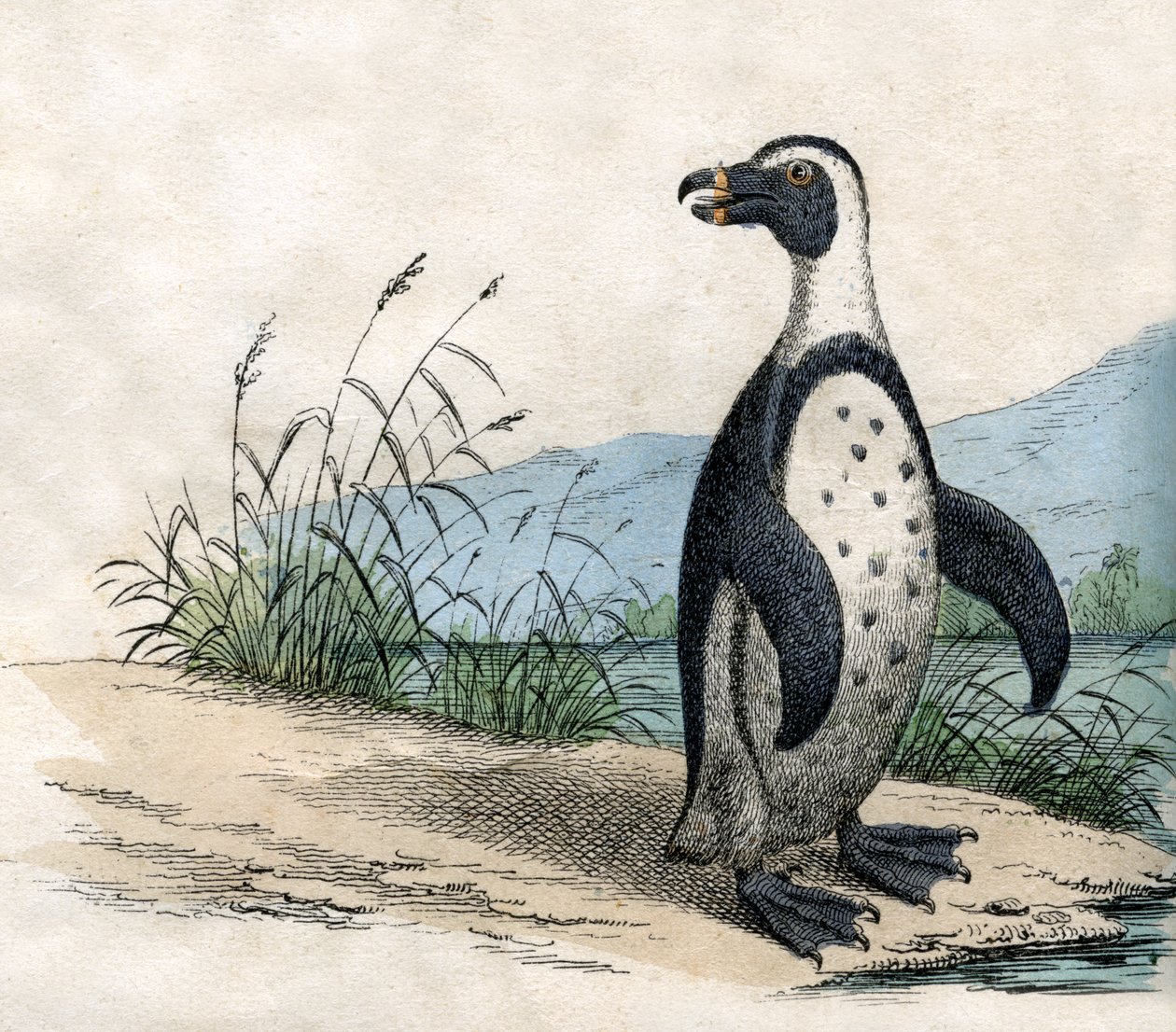 Magellansk pingvin, fra The Natural History of Animals af American School