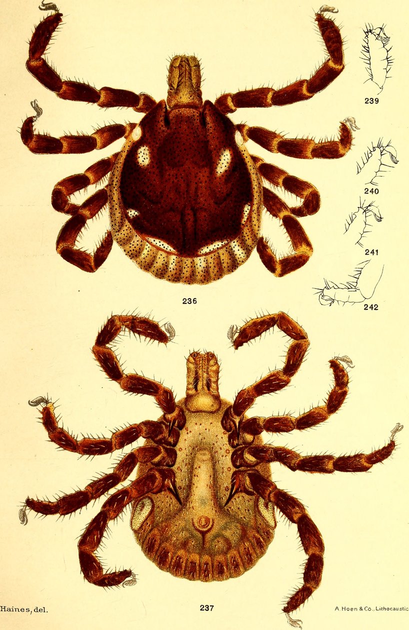 Han Ablyomma Americanum, illustration fra "Cattle ticks (Ixodoidea) of the United States" af D. E. Salmon og Charles Wardell af American School