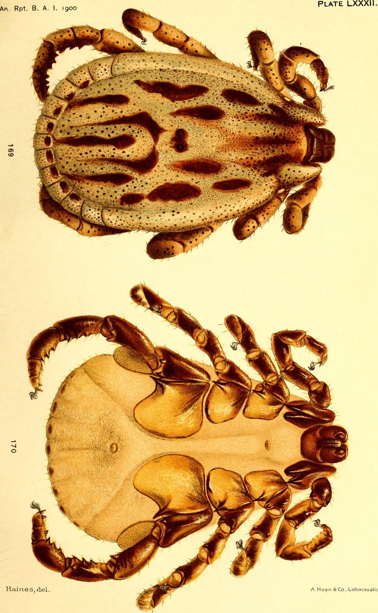 Han Dermacentor reticulatus, illustration fra "Kvægflåter (Ixodoidea) i USA" af American School