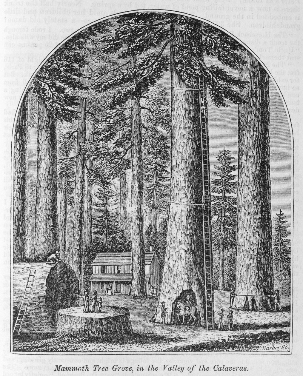 Mammoth tree grove i Calaveras Valley, fra 