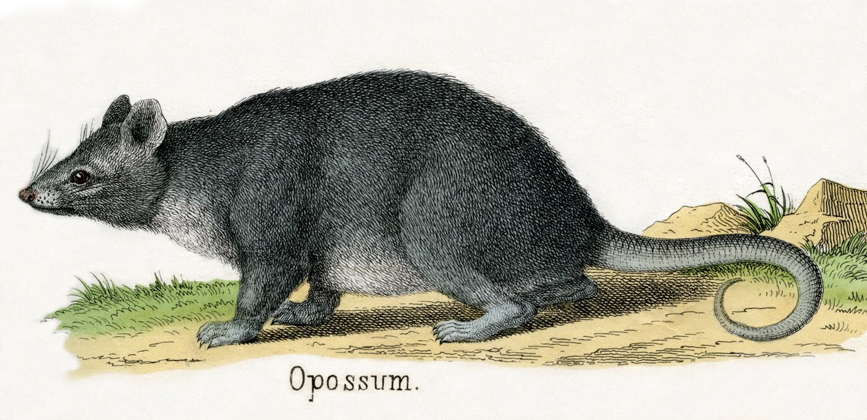 Opossum, fra Dyrenes Naturhistorie af American School