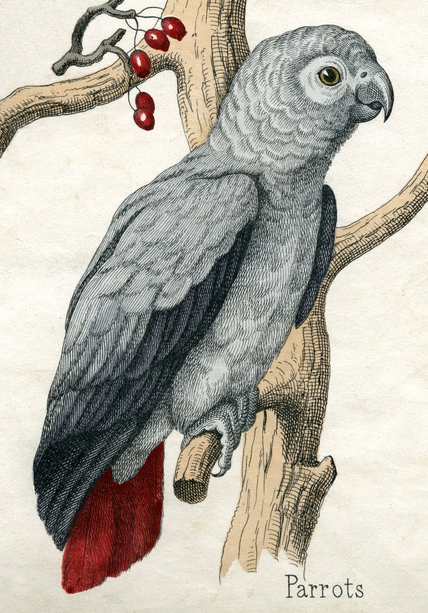 Papegøje, fra The Natural History of Animals af American School