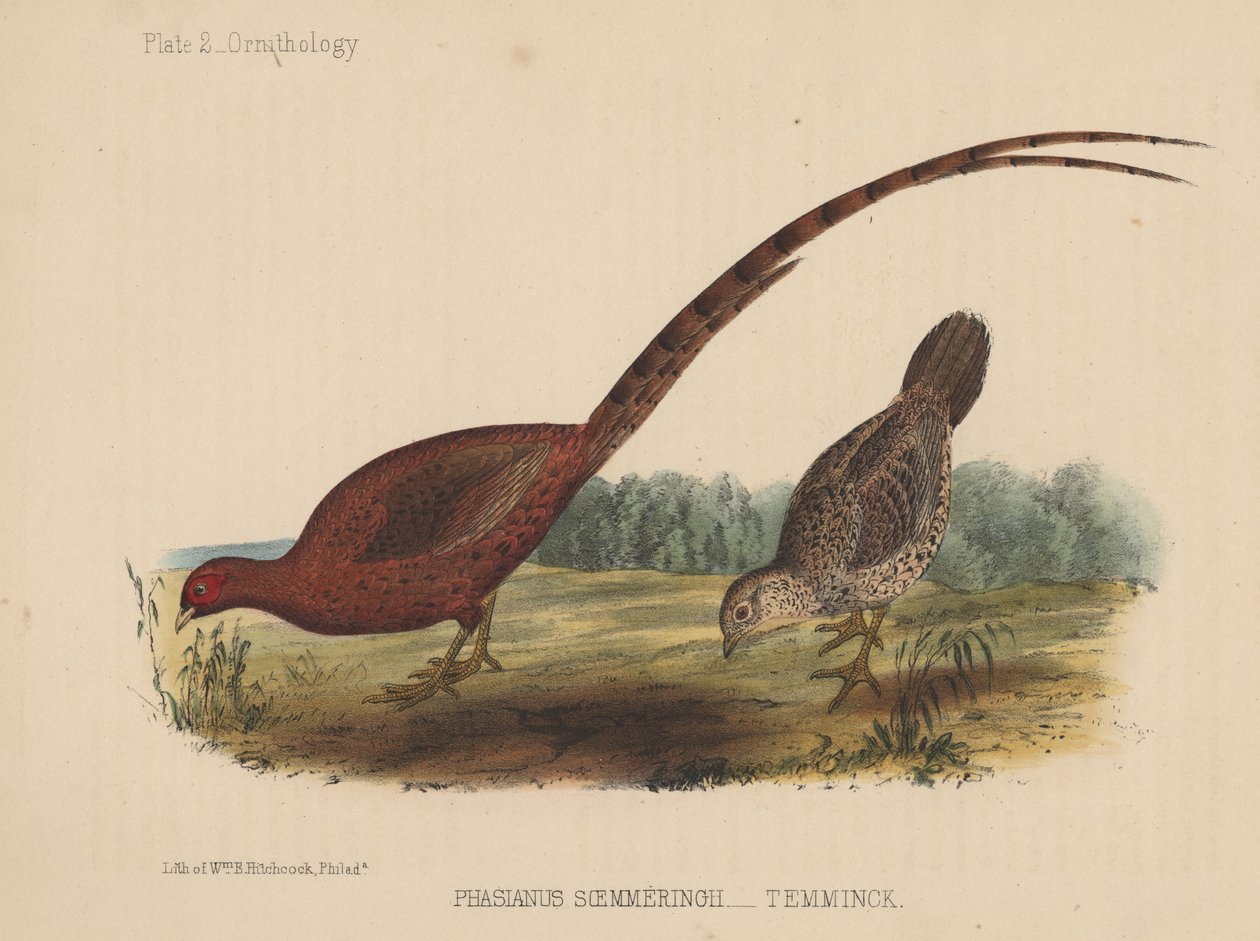Phasianus Soemmeringh (Temminck) af American School