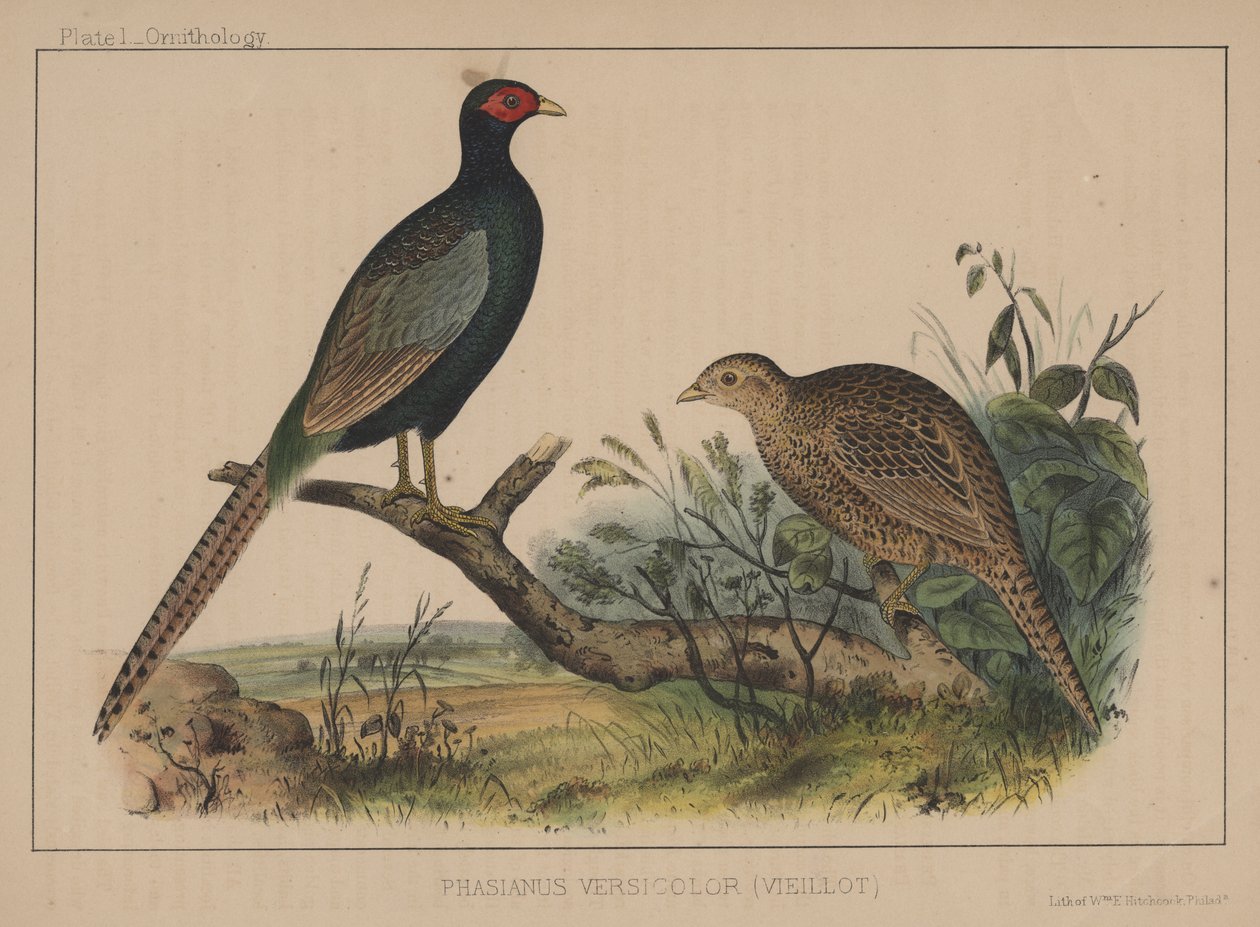 Phasianus Versicolor (Vieillot) af American School