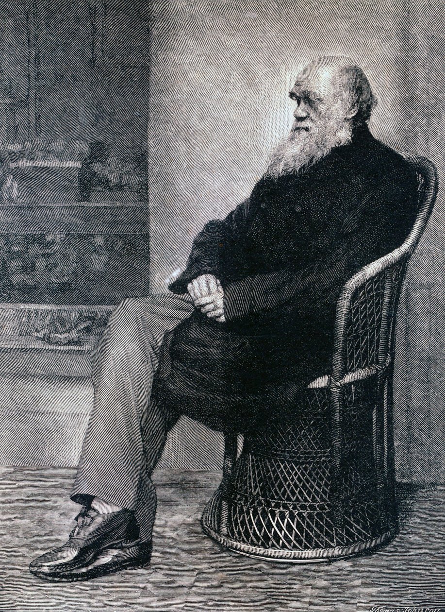 Portræt af Charles Darwin af American School