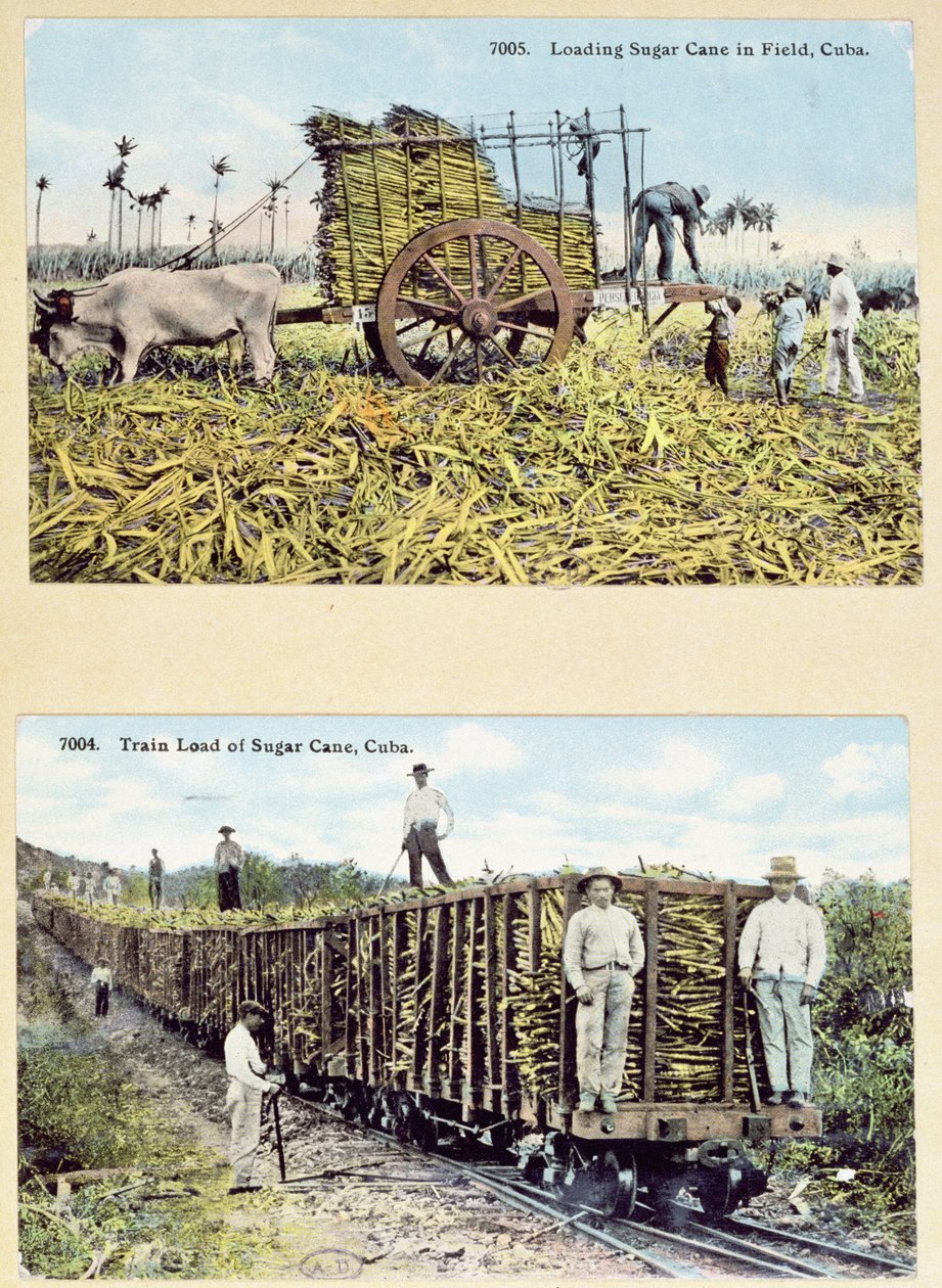 Postkort, der forestiller sukkerrørsplantager i Cuba, ca. 1910 af American School