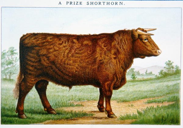 Præmie Shorthorn Bull (farve litho) af American School