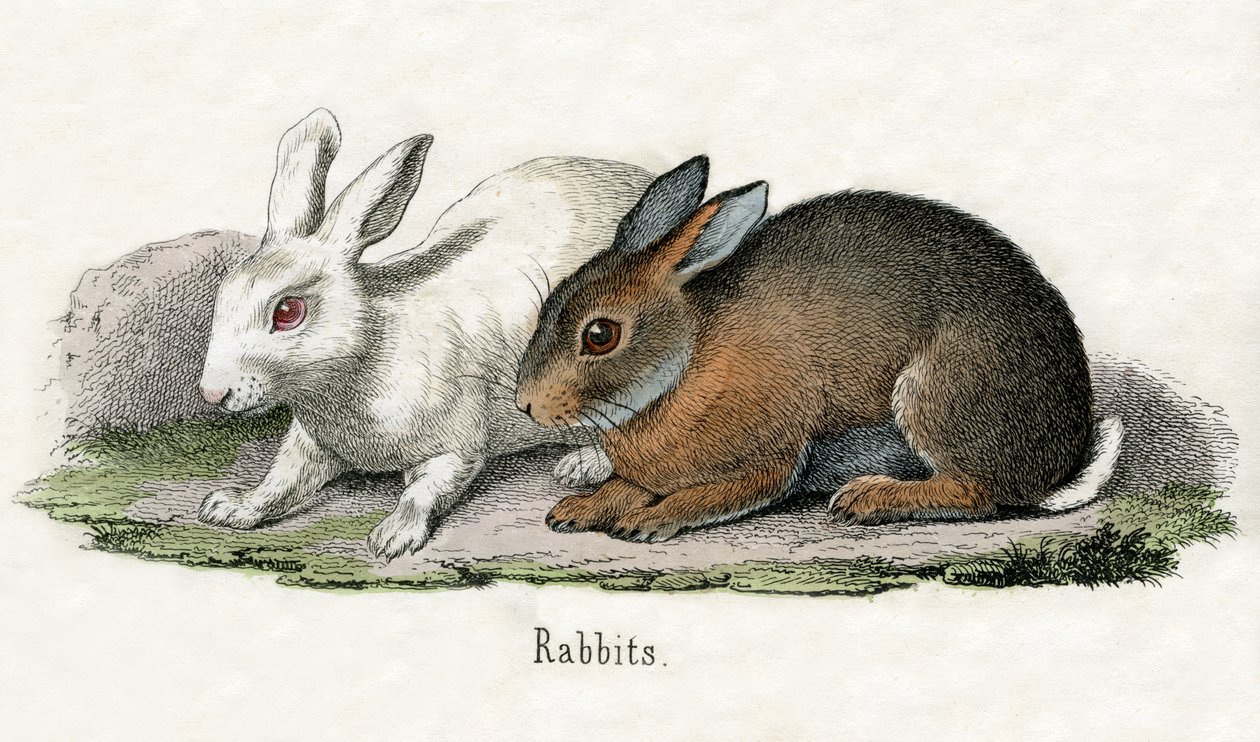 Kaniner, fra The Natural History of Animals af American School