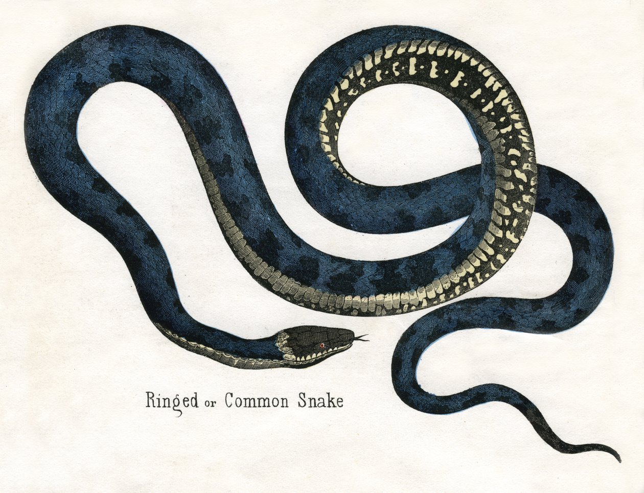 Ringet eller almindelig slange, fra The Natural History of Animals af American School