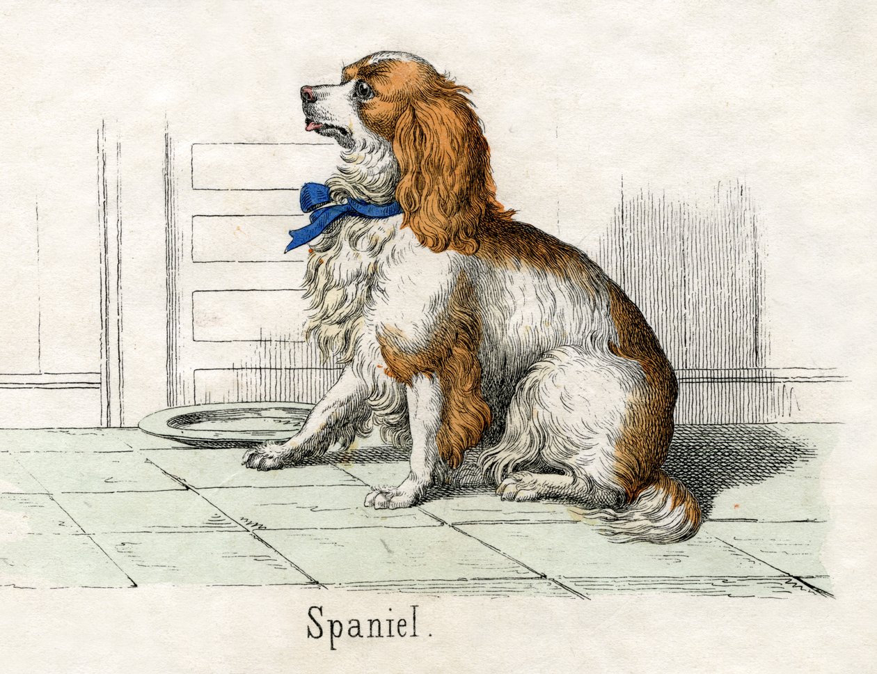 Spaniel, fra The Natural History of Animals af American School
