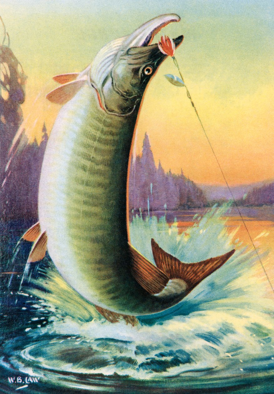 Sportsfiskeri: Muskie i spring af American School